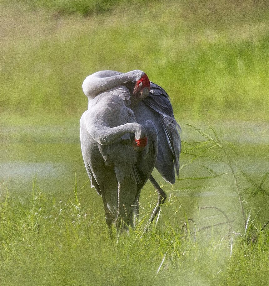A pair of brolgas preening in green wetland grass
